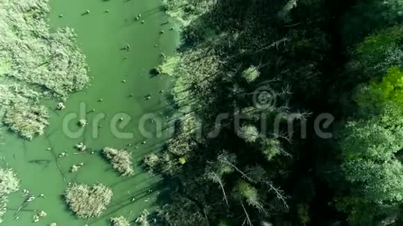 野生自然美景沼泽森林树木鸟瞰视频的预览图