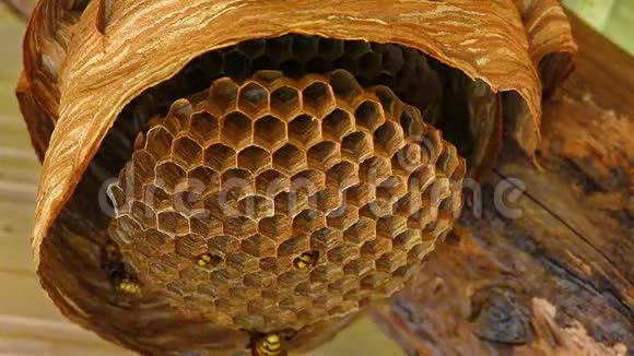 黄蜂巢视频的预览图