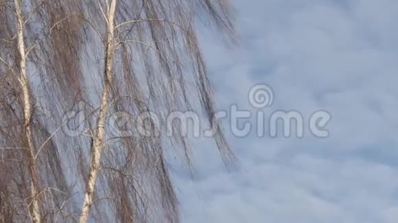 光秃秃的桦树枝在风中迎着蓝天视频的预览图