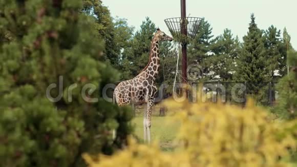 动物园长颈鹿在篱笆上从槽中散步吃草视频的预览图