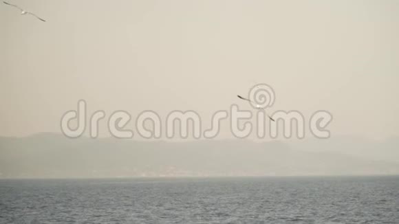 海背景上飞翔的海鸥慢动作跟踪视频日落视频的预览图