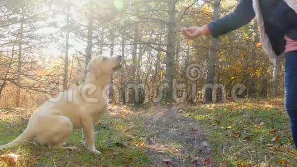 一只狗在森林里捉食物视频的预览图