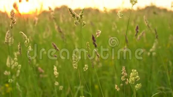 小穗在草地上摇曳在夕阳的静风下视频的预览图