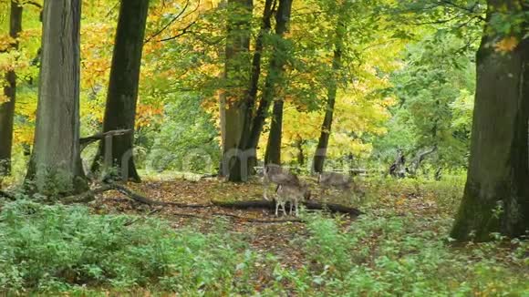 在秋天森林里散步的鹿群视频的预览图