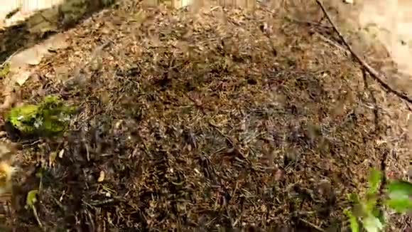 欧洲森林蚂蚁时光流逝视频的预览图