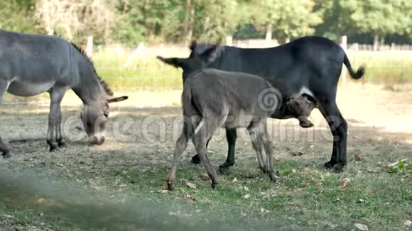 小驴儿喝牛奶视频的预览图