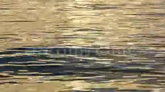 金色水面上的涟漪闭合视频的预览图