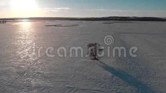 日落时鸟瞰孤独的树冬天的树景观视频的预览图
