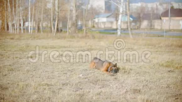 有趣的德国牧羊犬在草地上嬉戏视频的预览图