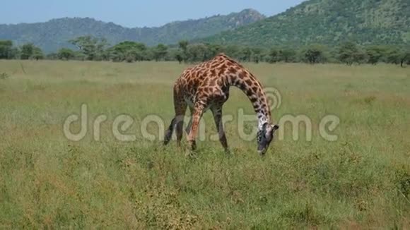 草原上的长颈鹿把它的前腿伸到山坡上视频的预览图
