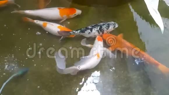 日本鲤鱼锦鲤在池塘里游泳视频的预览图