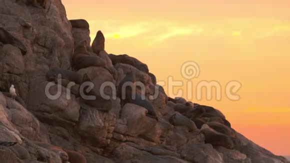 海岛岩石上的棕毛海豹海洋景观视频的预览图
