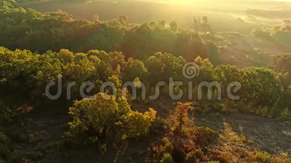 森林景观天桥自然田阳光视频的预览图