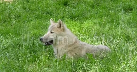 北极狼犬狼疮苔原雌性躺在草地上实时视频的预览图