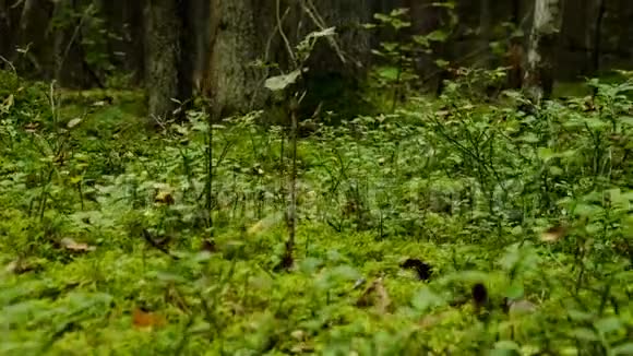 时间流逝时间在本质上是缓慢的在森林里放慢时间森林景观视频的预览图