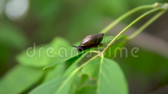 蜗牛在绿叶上滑行背上有贝壳的蜗牛视频的预览图