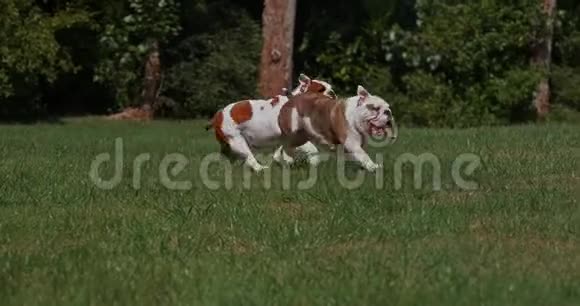 英语斗牛犬草地上奔跑的女性慢动作视频的预览图