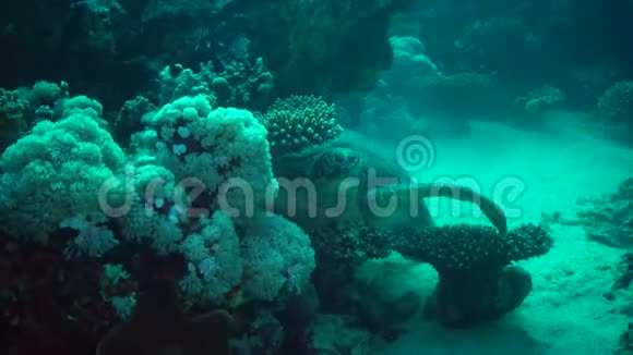 绿海龟Cheloniamydas海龟藏在珊瑚下面视频的预览图