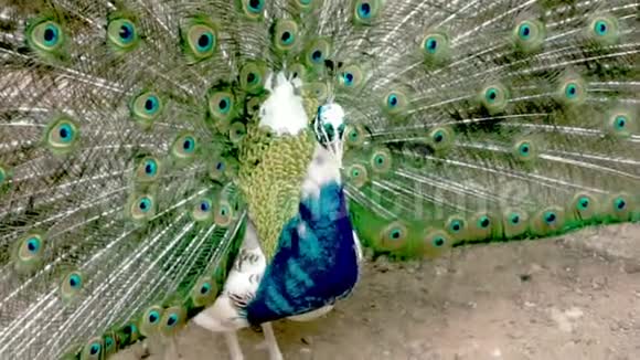 非常漂亮的孔雀羽毛五颜六色背后有一把尾扇站在镜头前视频的预览图
