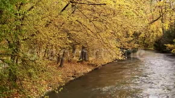 河的快速流动树的树冠挂在水面上慕尼黑英国花园视频的预览图