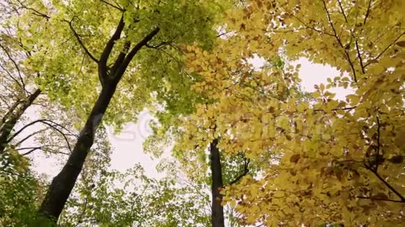 五彩缤纷的秋树秋季树梢实时拍摄视频的预览图