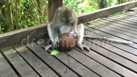 大猴子猕猴从绿色的大椰子中喝椰子汁4k段视频视频的预览图