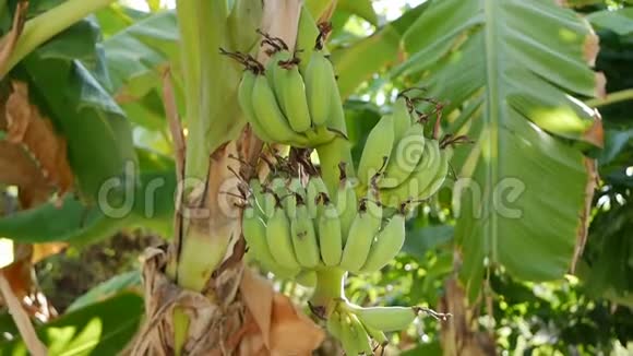 丛林里棕榈树上一大串未成熟的香蕉清新阳光的热带景色特写视频的预览图
