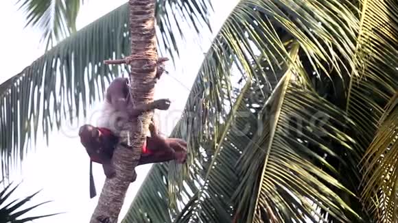 人抓住棕榈树的树干用绳子解开树叶视频的预览图