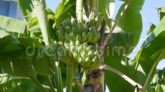 丛林里棕榈树上一大串未成熟的香蕉清新阳光的热带景色特写视频的预览图