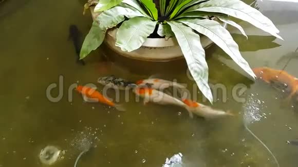 日本鲤鱼锦鲤在池塘里游泳视频的预览图