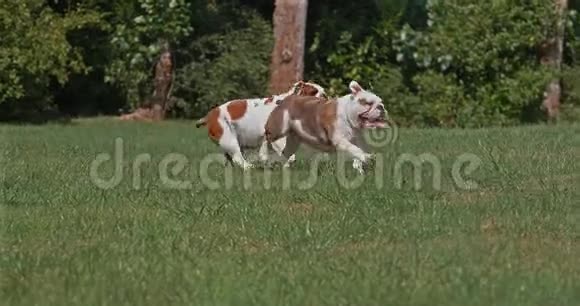 英语斗牛犬草地上奔跑的女性慢动作视频的预览图