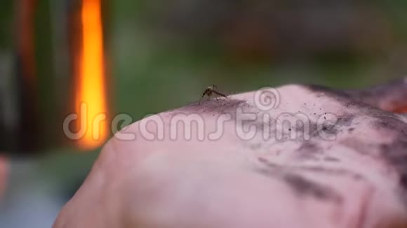 手蚊虫视频的预览图