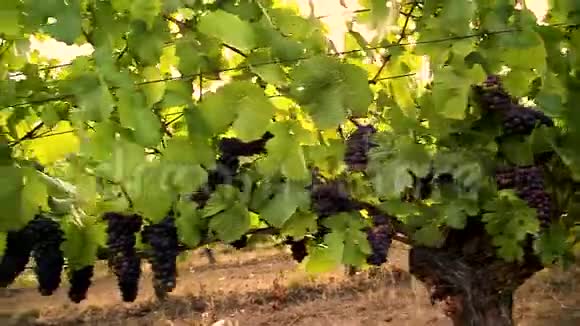 移动跟踪万向节拍摄的一排排葡萄酒葡萄藤与红葡萄酒葡萄生长在他们的阳光照耀视频的预览图
