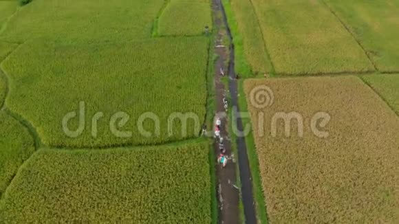 空中拍摄的一群农民沿着一条大稻田中间的小路移动水稻作物概念视频的预览图