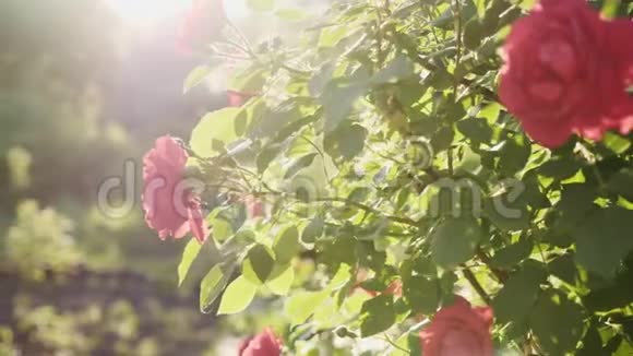 盛开的红玫瑰灌木视频的预览图