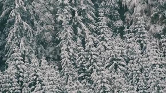 美丽的白色的狂野的白雪覆盖的树梢喀尔巴阡山十月高原第一场雪视频的预览图