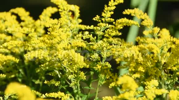 太阳下的黄色花朵和蜜蜂和其他昆虫视频的预览图