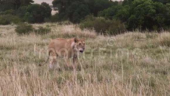 肯尼亚马赛马拉公园的非洲狮子潘蒂拉狮子座女性漫步热带草原视频的预览图