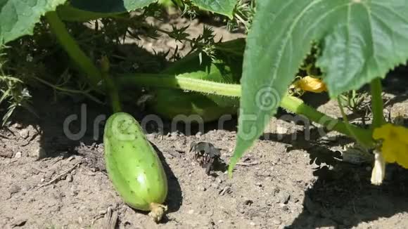 黄瓜植物与黄瓜特写视频的预览图