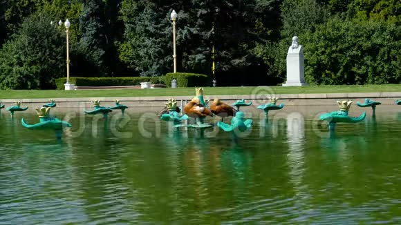 俄罗斯莫斯科2019年8月鸭子在池塘上的公园里清理羽毛背景是喷泉视频的预览图