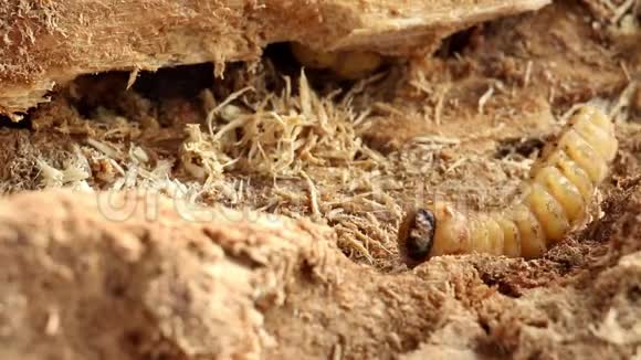甲虫是一种以芒果树蛀虫为害的害虫Batocerarufomaculata作为食物食用视频的预览图