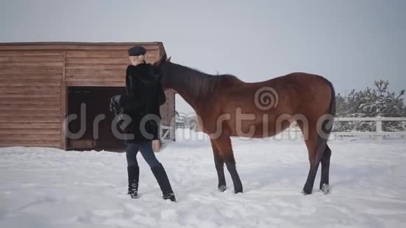 漂亮的女孩和漂亮的马在雪地的冬季牧场散步带着她的马出户的年轻女子马的概念视频的预览图