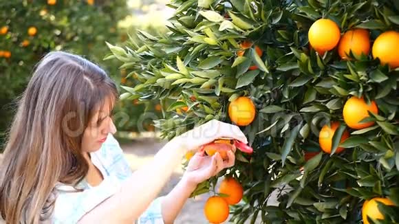 在花园里摘橘子的年轻女子视频的预览图