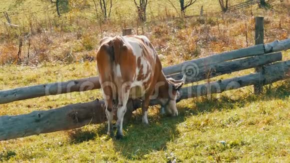 有趣的红白牛脖子上有一个大金属铃铛在自制的木栅栏附近吃草视频的预览图