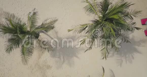 棕榈树和太阳伞的鸟瞰图视频的预览图