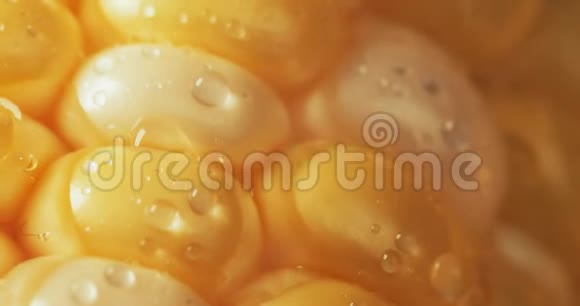 农场新鲜甜黄玉米有水滴视频的预览图