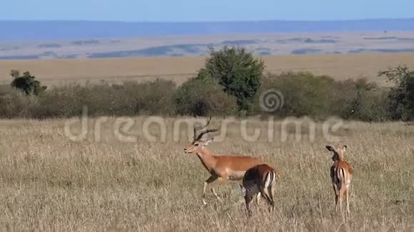 肯尼亚MasaiMara公园的黑斑羚雄性和雌性黑斑羚经营视频的预览图