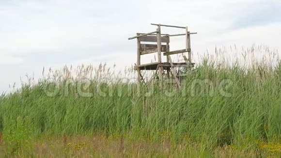 高大的草地和芦苇中的木制望塔视频的预览图