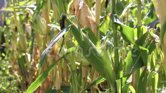 玉米生长在花园里视频的预览图