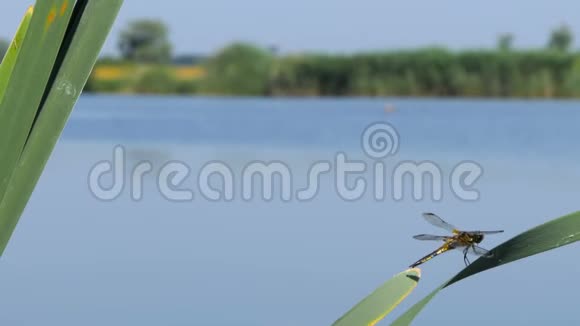 蜻蜓坐在河边的一片叶子上蜻蜓在户外的树枝上捉到树桩视频的预览图